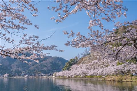 海津大崎（4月頃撮影）